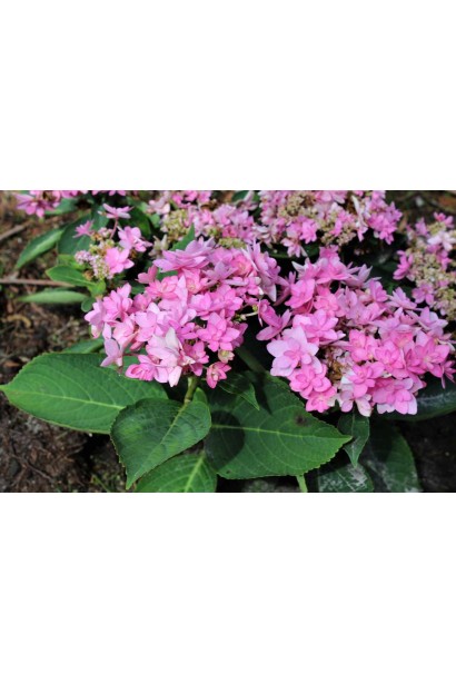 Квітка Hydrangea Macrophylla Romance / You & Me на фоні зеленого листя.